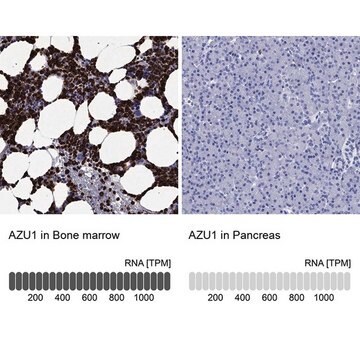 Anti-AZU1 antibody produced in rabbit Prestige Antibodies&#174; Powered by Atlas Antibodies, affinity isolated antibody, buffered aqueous glycerol solution