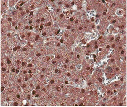 Anti-ROR gamma T Antibody, clone 6F3.1 clone 6F3.1, from mouse