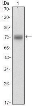 Monoclonal Anti-ZBTB16 antibody produced in mouse clone 5B3, ascites fluid