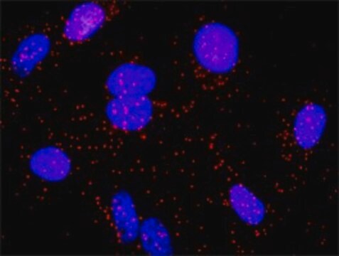 Monoclonal Anti-DAF antibody produced in mouse clone 1G3, purified immunoglobulin, buffered aqueous solution