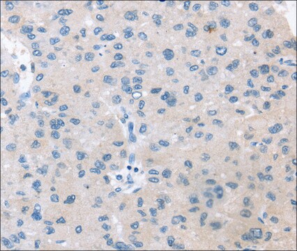 Anti-VPS4B affinity isolated antibody