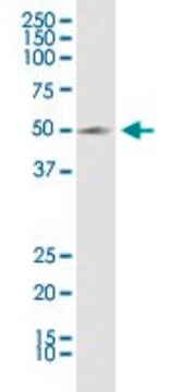 Anti-KCNN4 antibody produced in rabbit purified immunoglobulin, buffered aqueous solution