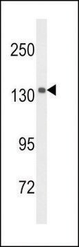 ANTI-UTY(C-TERMINAL) antibody produced in rabbit affinity isolated antibody, buffered aqueous solution