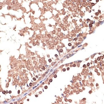 Anti-BANF1 antibody produced in rabbit