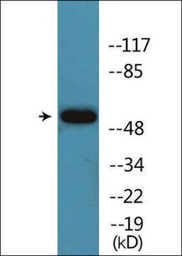 Anti-phospho-Akt (pSer124) antibody produced in rabbit affinity isolated antibody