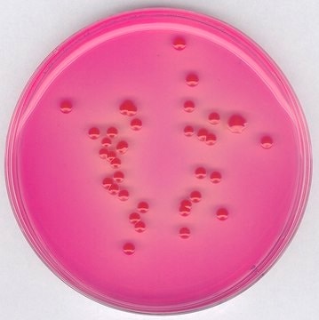 氯硝胺孟加拉红琼脂（基础） suitable for microbiology, NutriSelect&#174; Plus