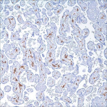 CD163 (MRQ-26) Mouse Monoclonal Antibody