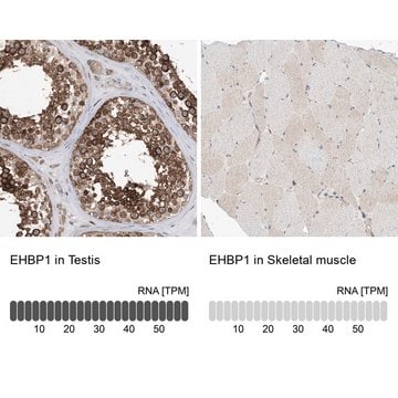 Anti-EHBP1 antibody produced in rabbit Prestige Antibodies&#174; Powered by Atlas Antibodies, affinity isolated antibody, buffered aqueous glycerol solution