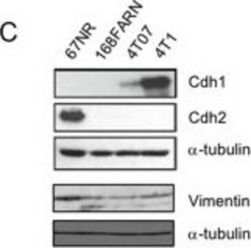 Monoclonal Anti-Vimentin antibody produced in mouse clone VIM-13.2, ascites fluid