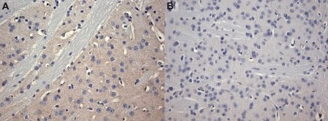 Anticorpo antirreceptor A2a de adenosina, clone 7F6-G5-A2 clone 7F6-G5-A2, Upstate&#174;, from mouse