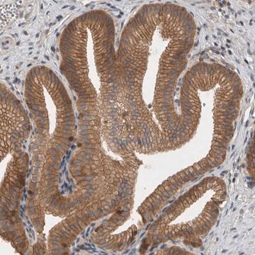 Anti-SCARA5 antibody produced in rabbit Prestige Antibodies&#174; Powered by Atlas Antibodies, affinity isolated antibody, buffered aqueous glycerol solution