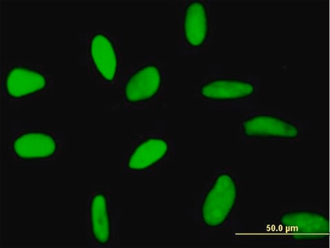 Anti-RECQL antibody produced in mouse purified immunoglobulin, buffered aqueous solution