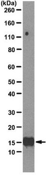 Anti-Interleukin-2 (IL-2) Antibody, clone 3F9 clone AB12.38.35C3.3F9, from mouse