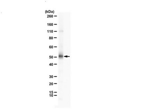 Anti-DNMT3L from rabbit