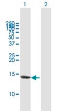 Anti-FABP4 antibody produced in mouse purified immunoglobulin, buffered aqueous solution