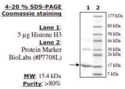 组蛋白H3全长 人 recombinant, expressed in E. coli, &#8805;80% (SDS-PAGE)