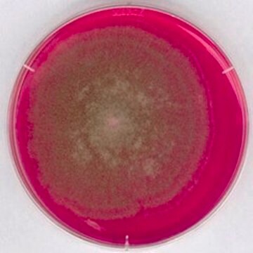 ローズベンガルクロラムフェニコール寒天培地 suitable for microbiology, NutriSelect&#174; Plus