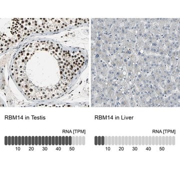 Anti-RBM14 antibody produced in rabbit Prestige Antibodies&#174; Powered by Atlas Antibodies, affinity isolated antibody, buffered aqueous glycerol solution