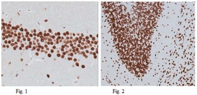 Anticuerpo anti-Sox11 from rabbit, purified by affinity chromatography