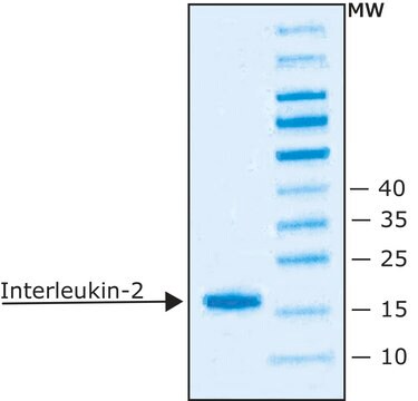 白细胞介素-2 来源于小鼠 IL-2, recombinant, expressed in E. coli, lyophilized powder, suitable for cell culture