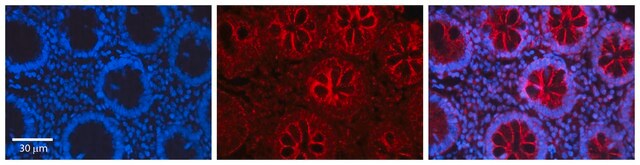 Anti-CEBPB antibody produced in rabbit affinity isolated antibody