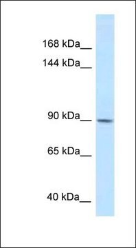 Anti-DACT1 antibody produced in rabbit affinity isolated antibody