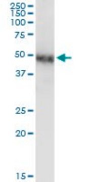 Monoclonal Anti-NR2F1 antibody produced in mouse clone 1A4, purified immunoglobulin, buffered aqueous solution