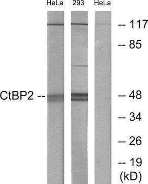 Anti-CTBP2 antibody produced in rabbit affinity isolated antibody