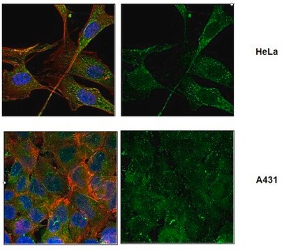 Anti-Astrin/SPAG5, clone 8B2 Antibody clone 8B2, from rat