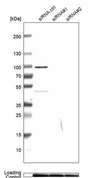 Anti-MICU1 antibody produced in rabbit Prestige Antibodies&#174; Powered by Atlas Antibodies, affinity isolated antibody