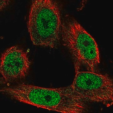 Anti-STAG1 antibody produced in rabbit Prestige Antibodies&#174; Powered by Atlas Antibodies, affinity isolated antibody