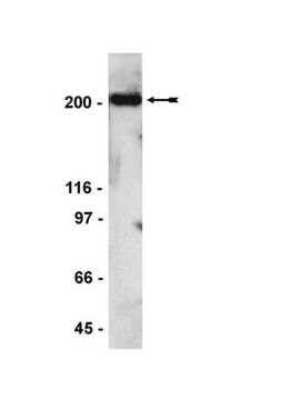 Anti-Scrib Antibody Upstate&#174;, from rabbit