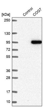 Anti-COG7 antibody produced in rabbit Prestige Antibodies&#174; Powered by Atlas Antibodies, affinity isolated antibody, buffered aqueous glycerol solution