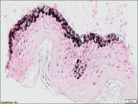 Melanin TISSUE-TROL&#8482; Control Slides from human skin