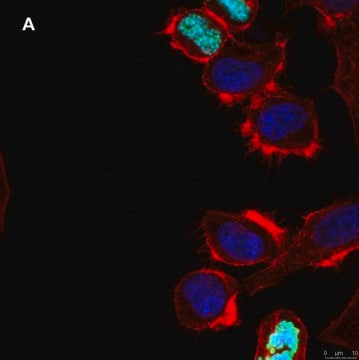 抗 phosphoヒストンH3 S10抗体 クローン63-1C-8 ZooMAb&#174; ウサギ・モノクローナル recombinant, expressed in HEK 293 cells