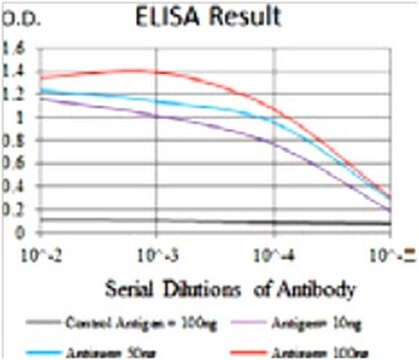 Anti-HAS2, clone 4E7 Antibody clone 4E7, from mouse