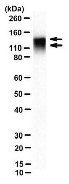 Anti-Amyloid Beta A4 protein Antibody, clone 2D8 clone 2D8, from rat