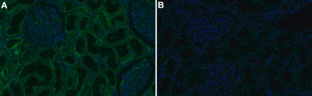 Anti-Biotin Antibody, clone 8H6.8