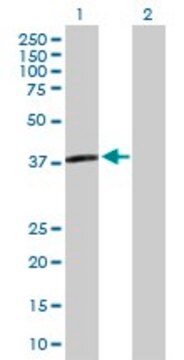 Anti-APOL3 antibody produced in mouse purified immunoglobulin, buffered aqueous solution