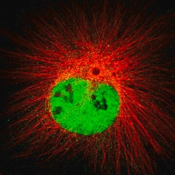 Anti-DCAF11 antibody produced in rabbit Prestige Antibodies&#174; Powered by Atlas Antibodies, affinity isolated antibody