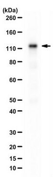 Anti-HAF/SART1 Antibody serum, from rabbit