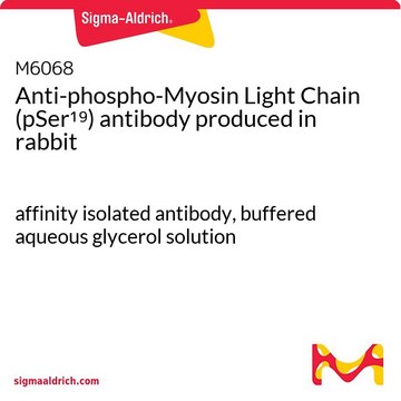 Anti-phospho-Myosin Light Chain (pSer19) antibody produced in rabbit affinity isolated antibody, buffered aqueous glycerol solution