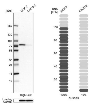 Anti-SH3BP5 antibody produced in rabbit Prestige Antibodies&#174; Powered by Atlas Antibodies, affinity isolated antibody, buffered aqueous glycerol solution