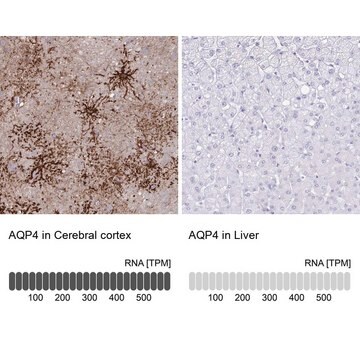 抗 AQP4 兔抗 Prestige Antibodies&#174; Powered by Atlas Antibodies, affinity isolated antibody, buffered aqueous glycerol solution