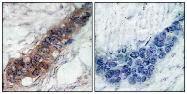 Anti-JAK2 antibody produced in rabbit affinity isolated antibody