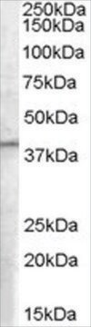 Anti-B5 Receptor/PCID1/EIF3M antibody produced in goat affinity isolated antibody, buffered aqueous solution