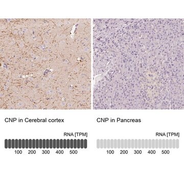 抗CNP抗体 ウサギ宿主抗体 Prestige Antibodies&#174; Powered by Atlas Antibodies, affinity isolated antibody, buffered aqueous glycerol solution, Ab4