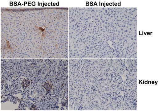 Anti-PEG (methoxy group)-Biotin antibody, Rabbit monoclonal recombinant, expressed in HEK 293 cells, clone RM105, purified immunoglobulin