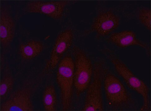 Anti-ARPC4 (26-40) antibody produced in rabbit IgG fraction of antiserum, buffered aqueous solution