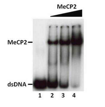 Human Recombinant MeCP2 (methyl-CpG-binding protein 2) Human recombinant N-terminal His-tagged MeCP2 expressed in SF9 insect cells &amp; purified by Fast Protein Liquid Chromatography (FPLC) &amp; demonstrated to bind methylated DNA